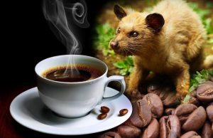  | kopi-luwak-cafe