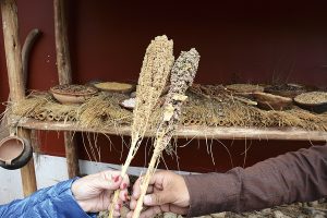  | 15 la region se originan las plantas de quinoa