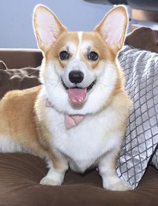  | PETS LIFE_agosto.indd