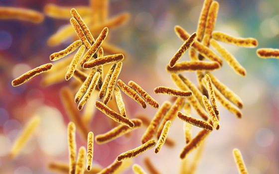  | Bacteria Mycobacterium tuberculosis