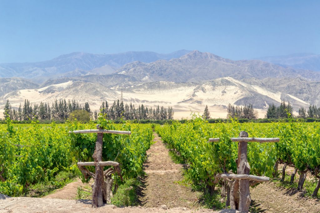 GOURMET  | PISCO PERUANO