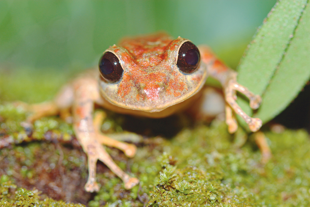 SOCIALES  | DESCUBREN NUEVA ESPECIE DE RANA