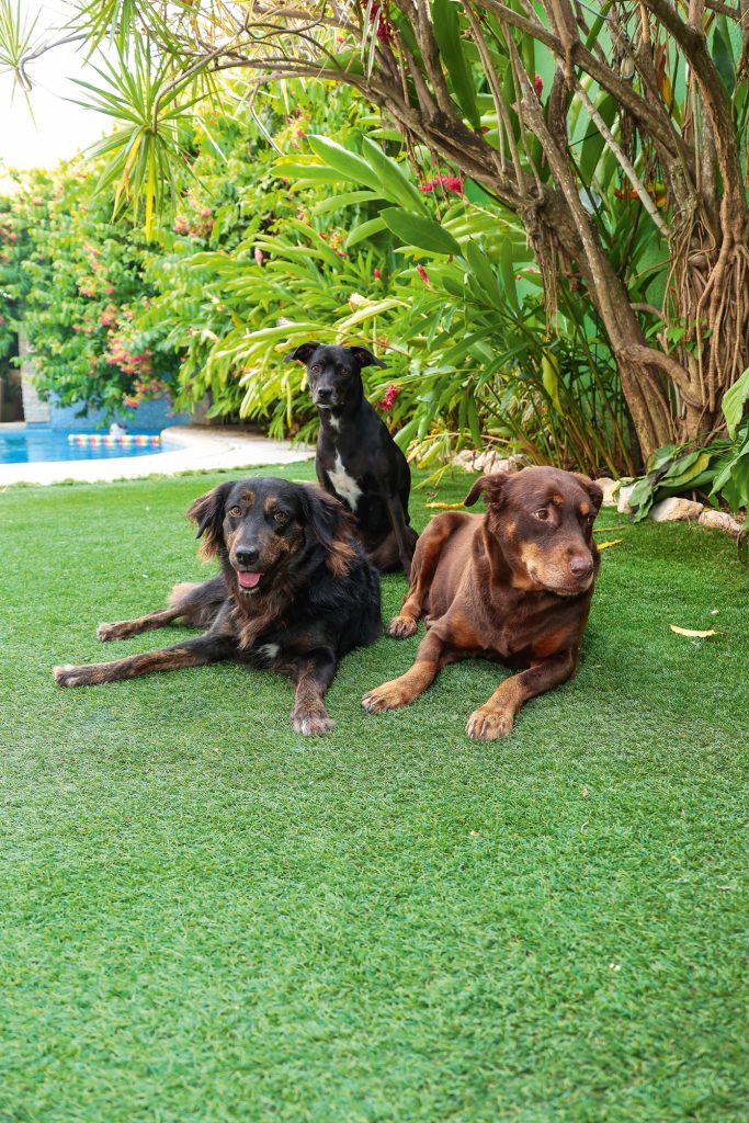 PET'S LIFE  | “No me imagino otra vida sin ellas”