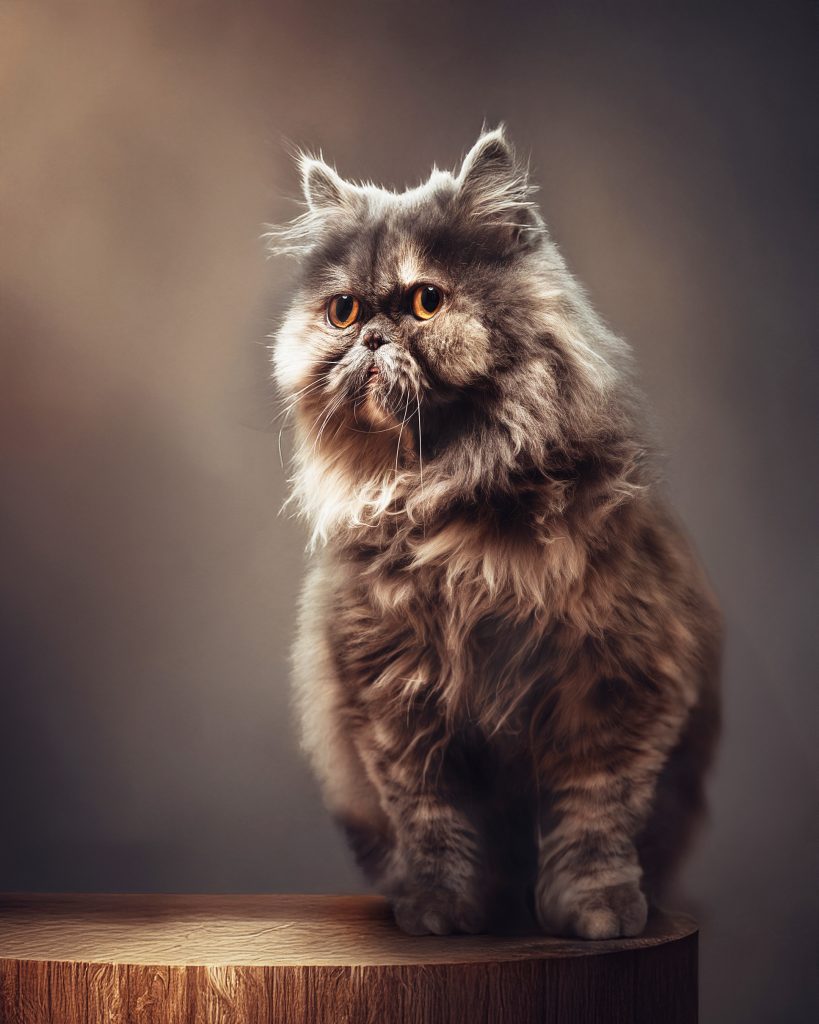 PET'S LIFE  | “Adoptar es un acto de amor profundo” -IKRAM FARES