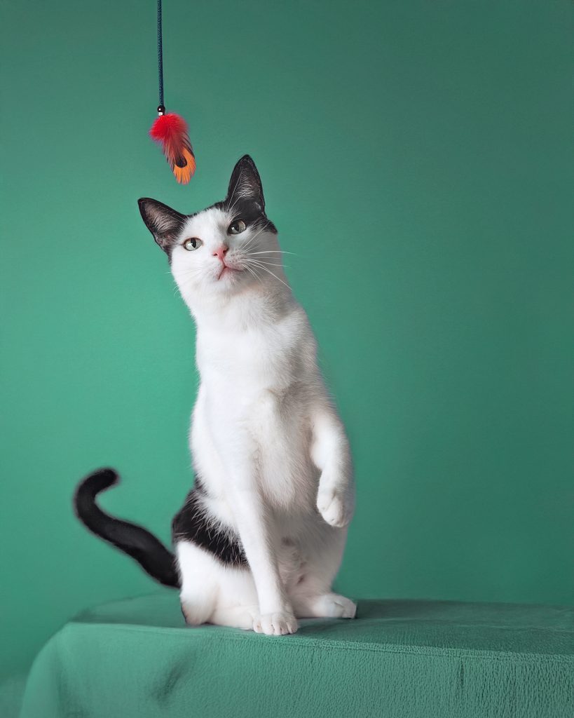 PET'S LIFE  | “Adoptar es un acto de amor profundo” -IKRAM FARES