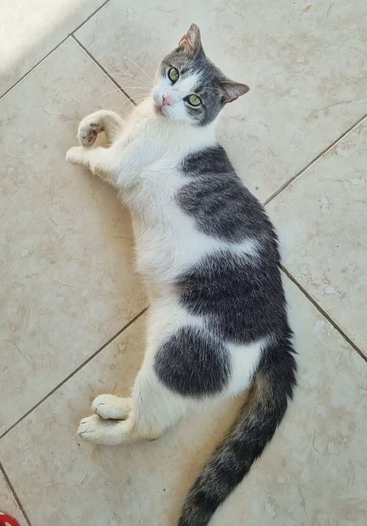 PET'S LIFE  | “Adoptar es un acto de amor profundo” -IKRAM FARES