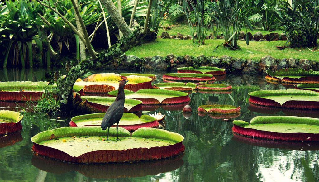 DESTINOS  | BAJO UN GRAN MANTO VERDE | AMAZONÍA PERUANA