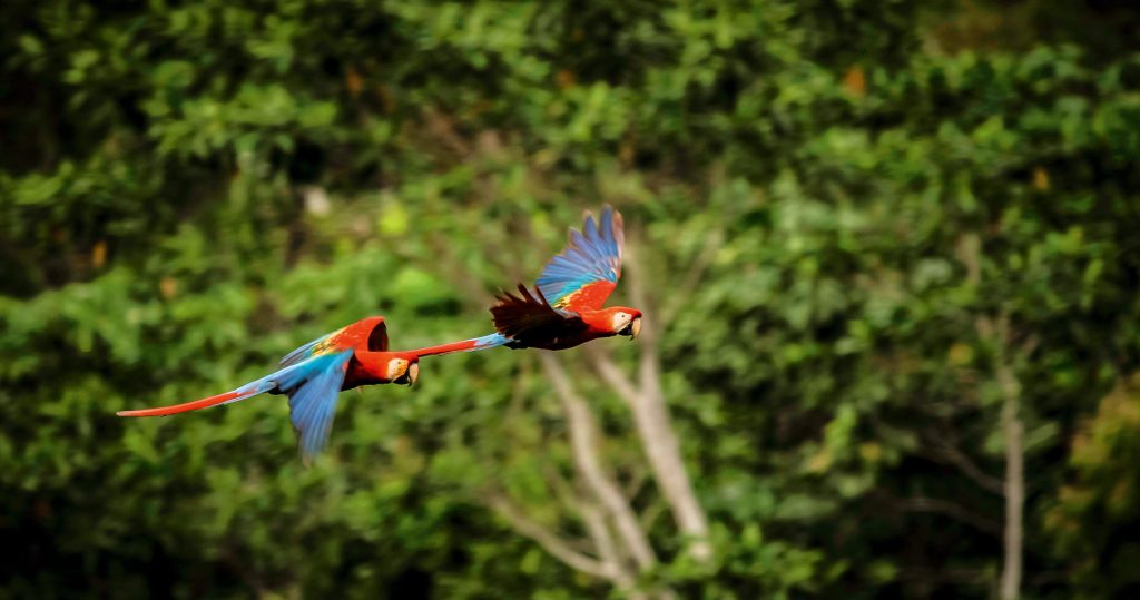 DESTINOS  | BAJO UN GRAN MANTO VERDE | AMAZONÍA PERUANA