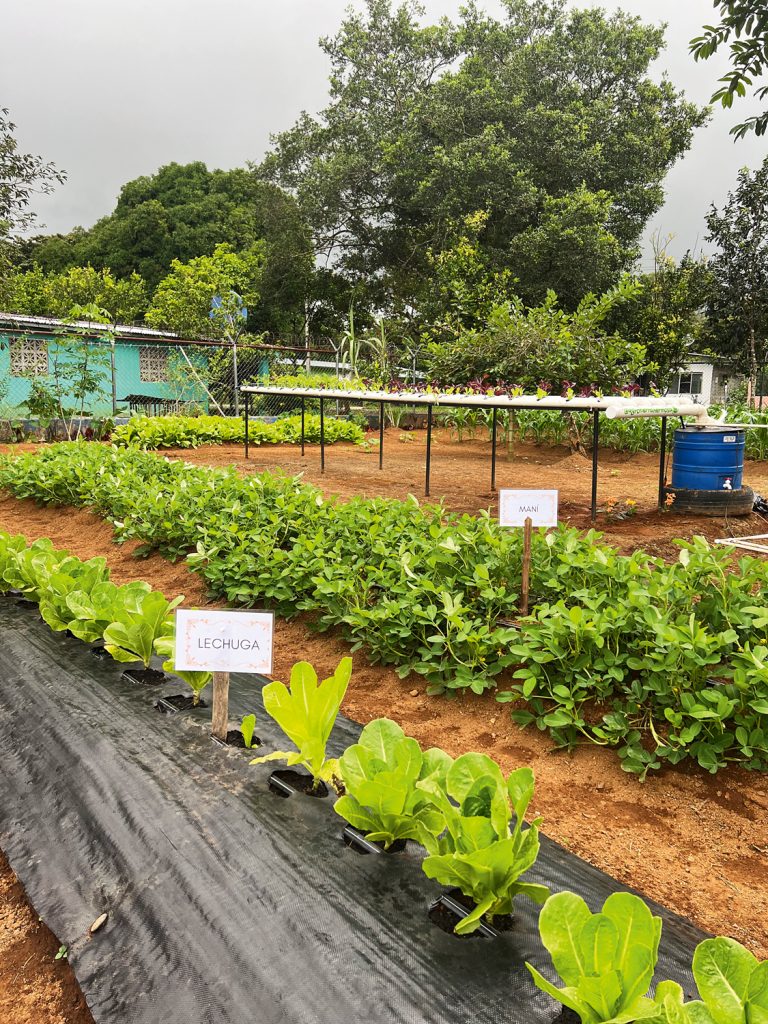 EVENTOS  | SEMBRANDO FUTURO Y ESPERANZA | JUVENTUD AGRO PANAMÁ