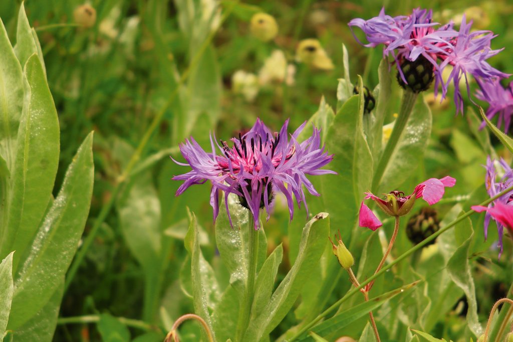 DESTINOS  | MONTAÑAS KAÇKAR | TESORO TURCO