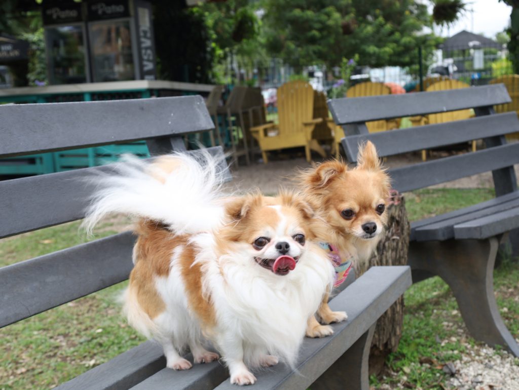 PET'S LIFE  | “Sus mejores momentos están por venir”