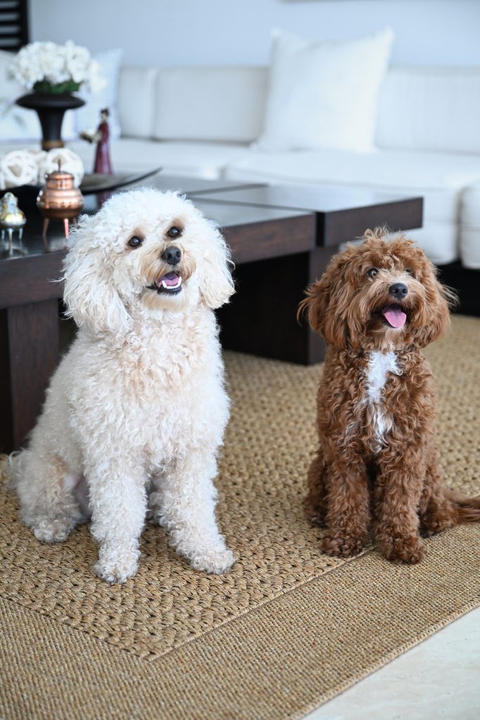 PET'S LIFE  | “Llegaron en el momento exacto” | CAROLINA FÁBREGA