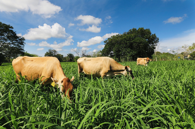 EMPRESARIALES  | Lechería del futuro