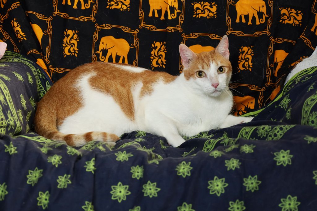 PET'S LIFE  | Arte, cine y mimos | Karla Quintero y Borak