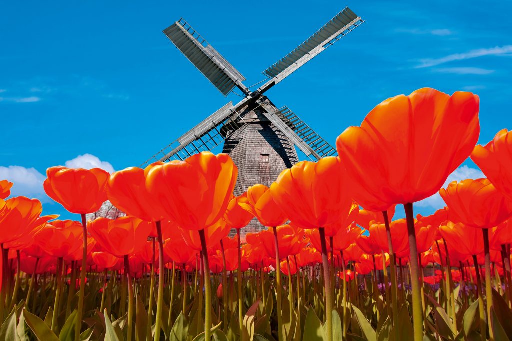 DESTINOS  | PAÍSES BAJOS | Ruta de tulipanes