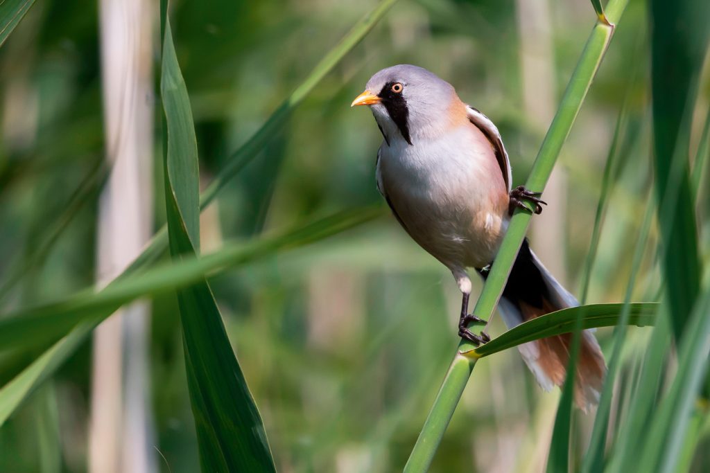 DESTINOS  | PAÍSES BAJOS | Ruta de tulipanes