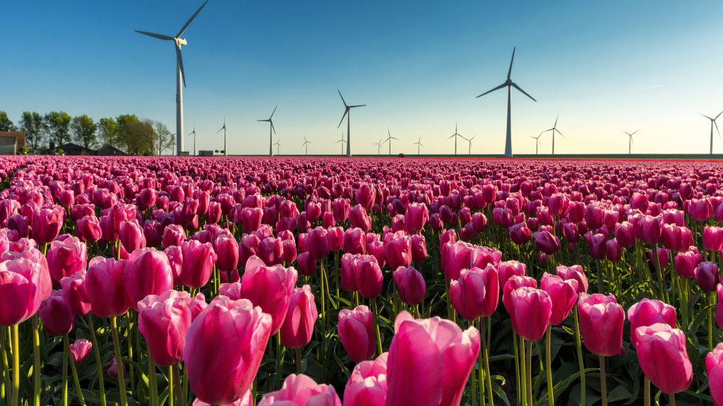 DESTINOS  | PAÍSES BAJOS | Ruta de tulipanes