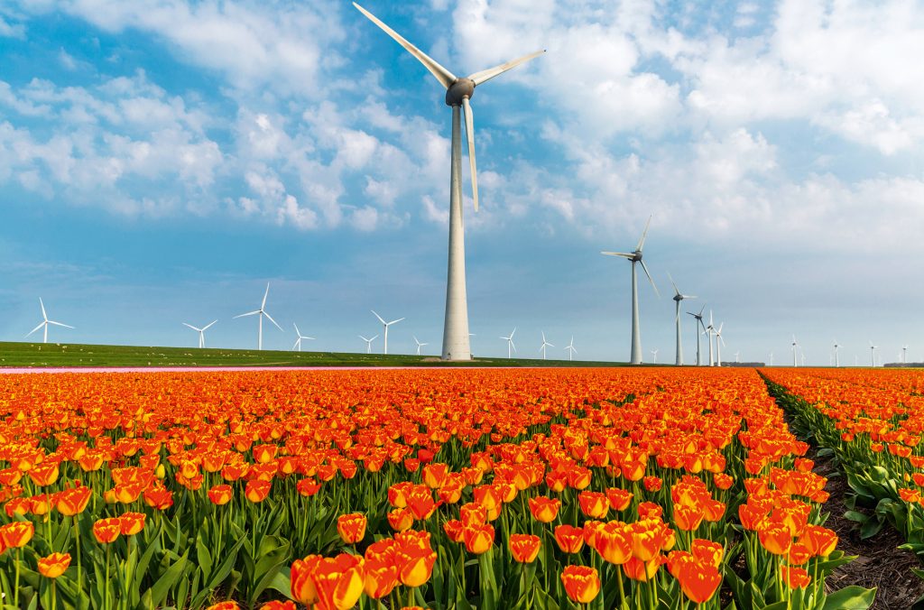 DESTINOS  | PAÍSES BAJOS | Ruta de tulipanes