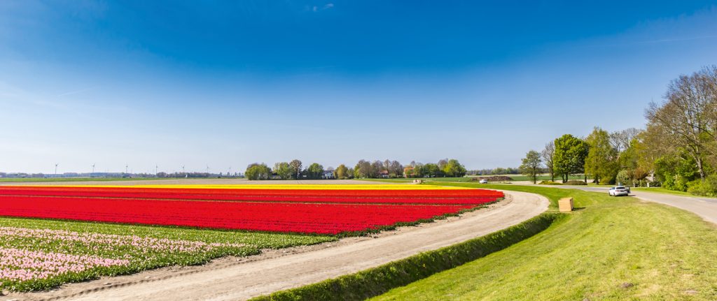 DESTINOS  | PAÍSES BAJOS | Ruta de tulipanes