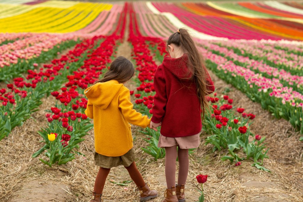 DESTINOS  | PAÍSES BAJOS | Ruta de tulipanes