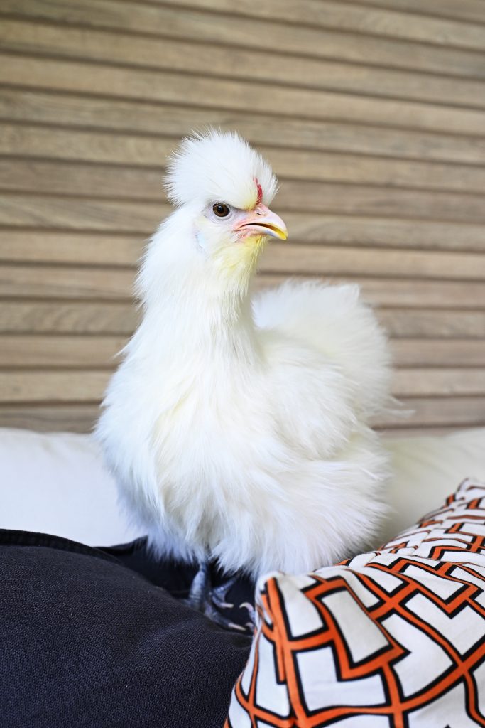 PET'S LIFE  | Amor entre patas, plumas y personalidad