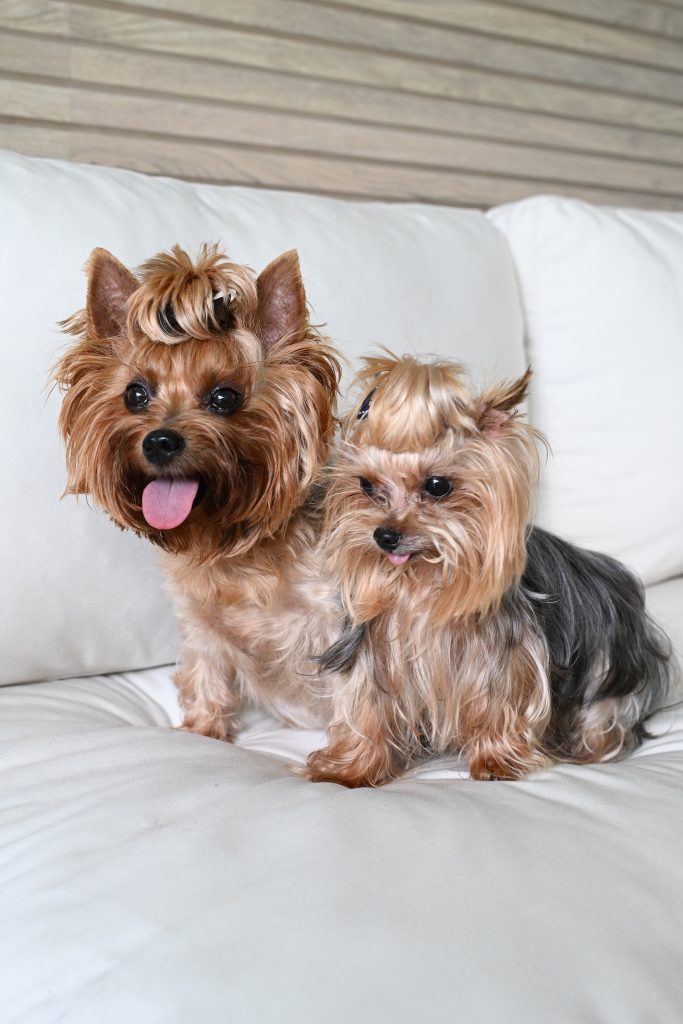 PET'S LIFE  | Amor entre patas, plumas y personalidad