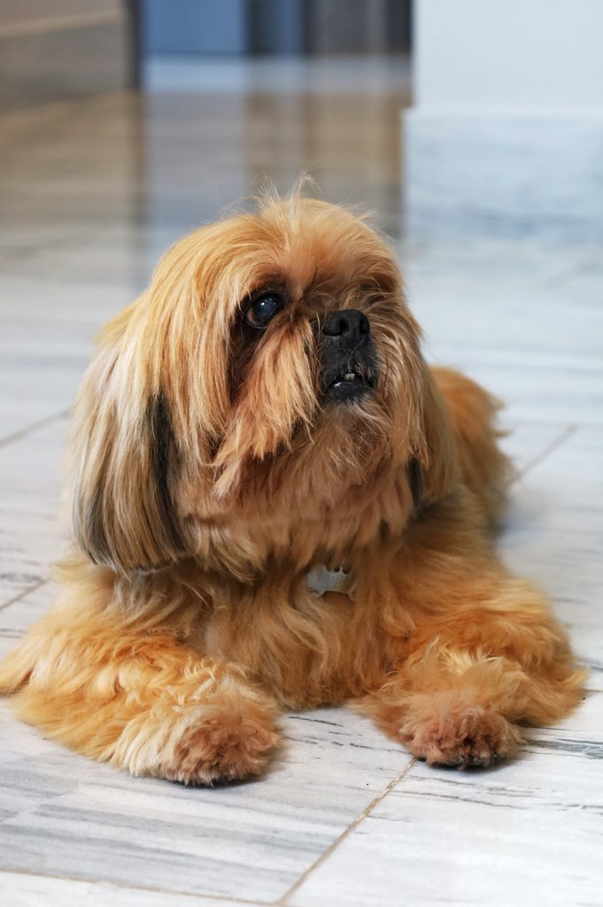 PET'S LIFE  | Luchito Santamaría